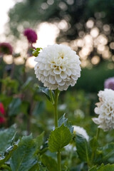 White dahlia flower.
Pompon dahlias in the garden. Dahlias are members of the Asteraceae family of dicotyledonous plants, its relatives include the sunflower, daisy, chrysanthemum, and zinnia.
