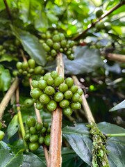 Cluster of Unripe Green Coffee Cherries on Tree