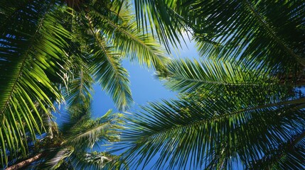 Fototapeta premium A serene view of lush palm leaves framing a clear blue sky, inviting tranquility and a sense of nature's beauty.