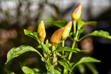 Fresh chili peppers in vegetable garden