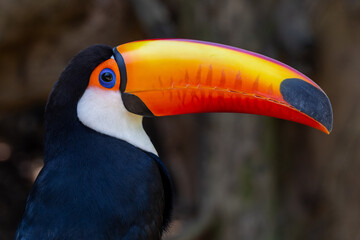 Toco Toucan 
