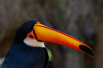 Fototapeta premium Toco toucan