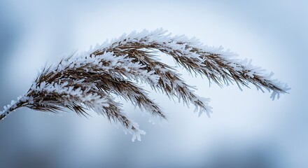 Frosted Reed - A Winters Embrace in Delicate Detail.