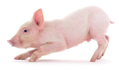 Pink piglet Sus scrofa domesticus isolated on white background © Anatolii
