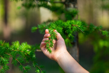 A hand touching a branch with soft, newly sprouted larch needles
