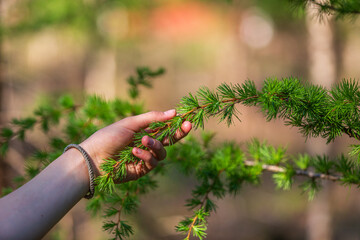 A hand touching a branch with soft, newly sprouted larch needles