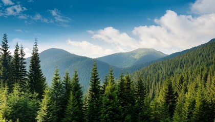 Obraz premium Mountain Pine Trees Banner