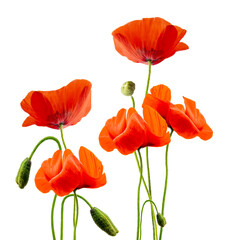 Obraz premium vibrant red poppy flowers with buds against a transparent background