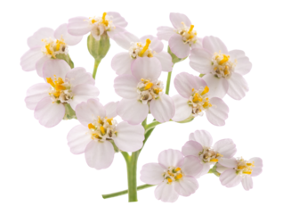 delicate white and pink yarrow flowers with golden yellow centers
