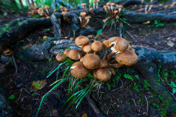 Honey agaric mushrooms cluster