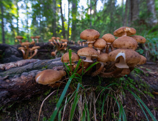 Honey agaric mushrooms cluster