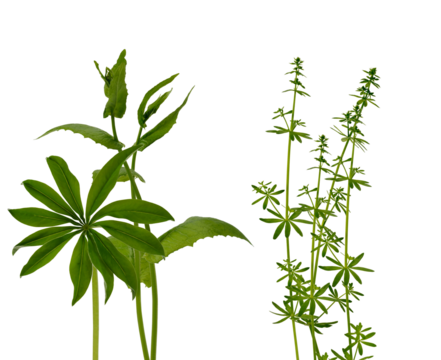 two distinct green leafy plants with elegant stems