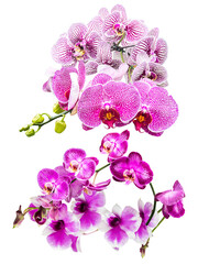 elegant collection of pink and purple orchid flowers