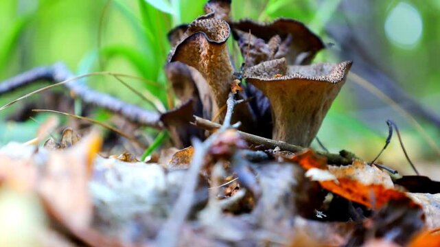 A general shot of the forest floor covered in green moss, from which dark-grey, almost black chanterelle mushrooms (Craterellus cornucopioides) are growing.