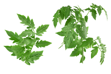 two vibrant green tomato plant seedlings with fresh leaves