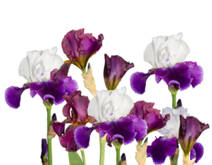 diverse collection of colorful bearded iris flowers