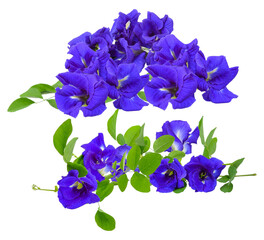 vibrant blue butterfly pea flowers (clitoria ternatea) with fresh green leaves.