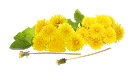 bright yellow dandelion flowers and leaves, perfect for spring and summer designs