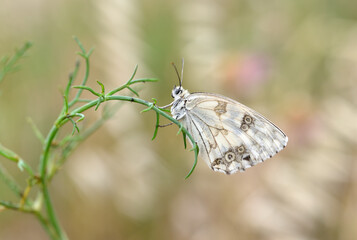 Iberian Marbled White, Melanargia lachesis butterfly
