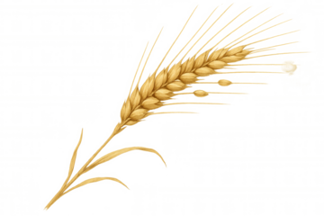 Golden wheat ear or barley stalk with grains, symbolizing agriculture, harvest, and wholesome food production on transparent background