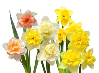 a cheerful bouquet of vibrant yellow, white, and orange daffodil flowers.