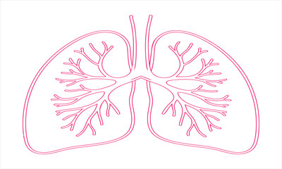 Human Lungs Anatomy Illustration in Minimalist Style Detailed Lung Structure Design Perfect for Medical Visuals and Educational Resources Isolated on White Background