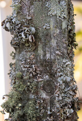 Nature's Reclaimanition Project