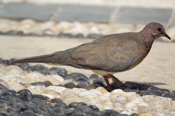 closeup of European turtle dove (streptopelia turtur)