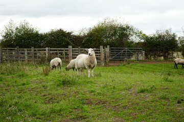 Obraz premium White sheep graze peacefully in a lush green pasture by a wooden fence and hedges on an overcast day in Leicestershire, England.