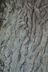 Textures in nature. Bark on the trunk of a large, century-old tree. The plant is the common oak.
