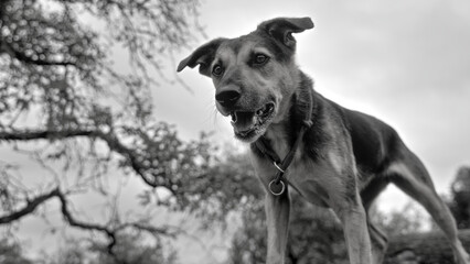 Black-and-white photo of a dog standing on a stack of logs