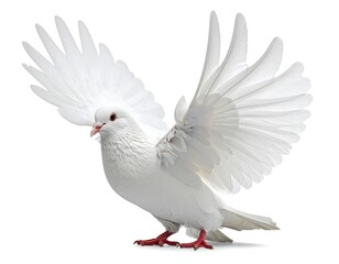 Obraz premium White Dove in Flight.
