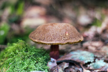 Wild Mushroom Growing Among Moss and Leaves