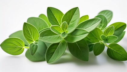 vibrant green oregano leaves close up highlighting natural texture and crisp herbal details against white background