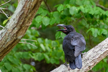 木の枝にとまる鳴いているハシブトガラス