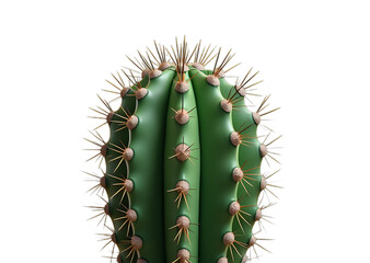 Green Cactus Against Black Background