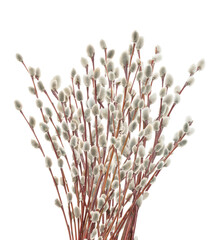 bouquet of fluffy pussy willow catkins, isolated on black © Lee
