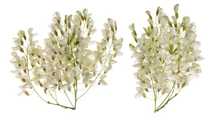 Obraz premium pure white acacia flower blossoms symbolizing new beginnings