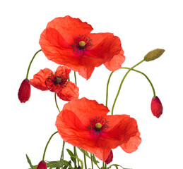 vibrant red poppy flowers with unopened buds on black