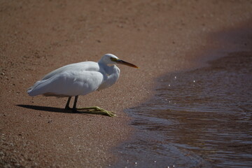 little egret on Egyptian coast (Egretta garzetta)