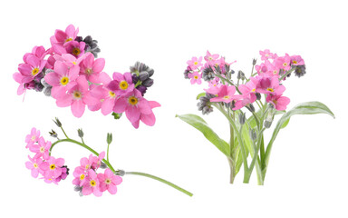 Obraz premium delicate pink forget-me-not flowers blooming gracefully