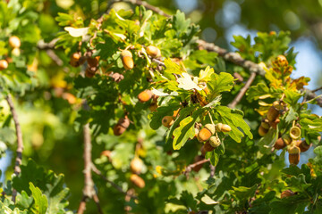 Cluster of oak leaves and acorns. Bright sunlight emphasizes growth and ripening.