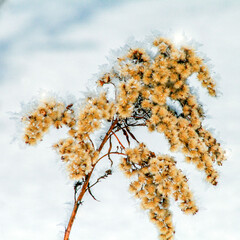 A close-up of a dry, frost-covered wild plant against a snowy winter backdrop. A natural seasonal detail of frozen vegetation, a macro photograph of winter nature.