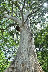 tree HD image download, tree image download.