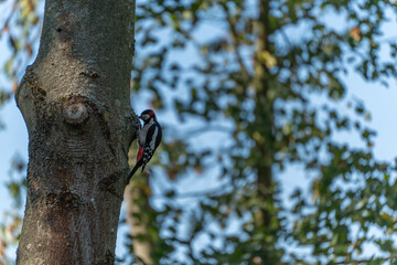 Woodpecker exploring tree bark in forest. Sunlight highlights natural colors and texture.