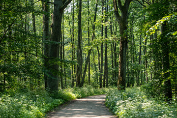 Fototapeta premium Path in the Białowieza Forest in Poland, Green Velo