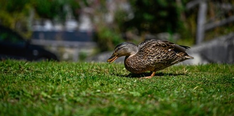 High resolution color image of a single adult female duck on the green grass next to the beautiful lake of Champex Lac- Switzerland part of the famous TMB- Tour du Mont Blanc trail