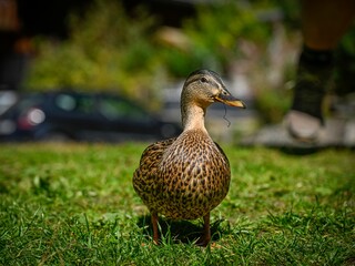 High resolution color image of a single adult female duck on the green grass next to the beautiful lake of Champex Lac- Switzerland part of the famous TMB- Tour du Mont Blanc trail