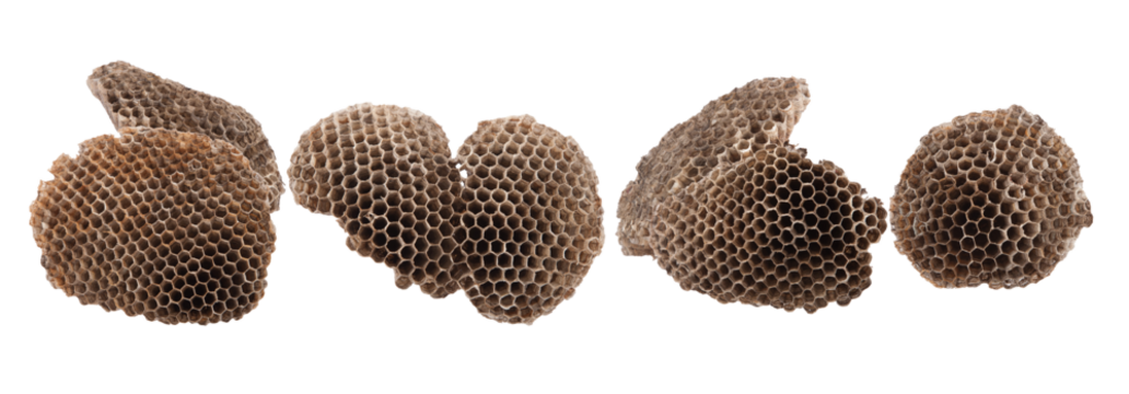 collection of dried wasp nests displaying natural patterns and textures