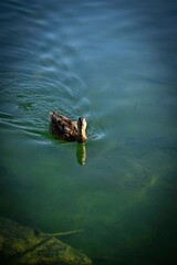 High resolution color image of a single adult female duck swimming across the waters of the beautiful lake of Champex Lac- Switzerland part of the famous TMB- Tour du Mont Blanc trail